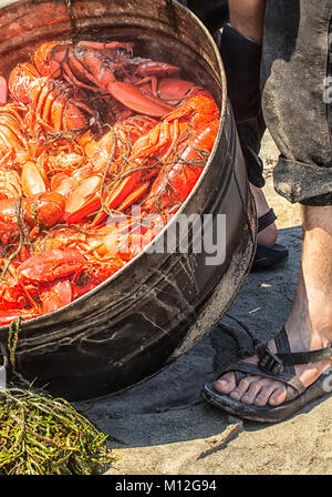 Hummer backen auf einem Maine Strand. Dutzende von frischen Hummer gedünstet in einem großen Topf auf einem Holzfeuer und drehte sich auf einem Bett von Algen. Sommer Tradition. Stockfoto