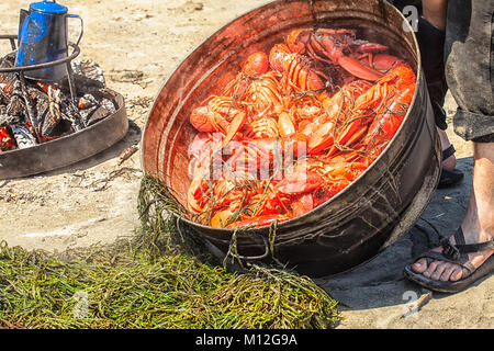 Hummer backen auf einem Maine Strand. Dutzende von frischen Hummer gedünstet in einem großen Topf auf einem Holzfeuer und drehte sich auf einem Bett von Algen. Sommer Tradition. Stockfoto