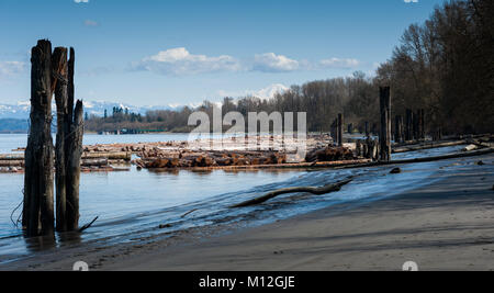 Anzeigen von Protokollen entlang Fraser River, British Columbia. Stockfoto