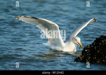 Seagull schwimmen und Schwimmen im Meer fangen Krebse und Fische Stockfoto