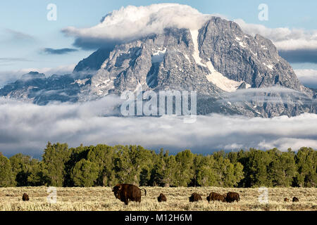 Büffel unter Mt. Moran Stockfoto