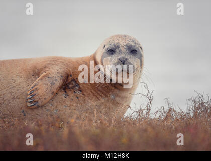 Eine gemeinsame/Hafen Dichtung. Stockfoto