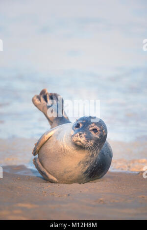 Eine gemeinsame/Hafen Dichtung. Stockfoto