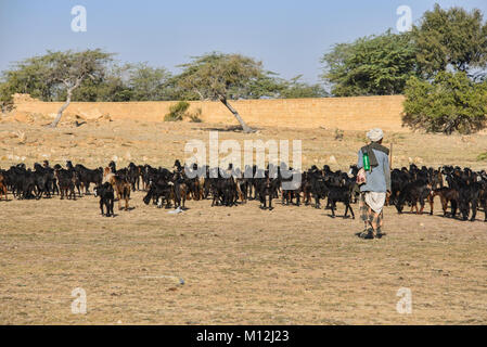 Ziegenhirten außerhalb von Amar Sagar Jain Tempel, Jaisalmer, Rajasthan, Indien Stockfoto