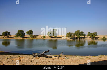 Oase in der Wüste Thar, Rajasthan, Indien Stockfoto