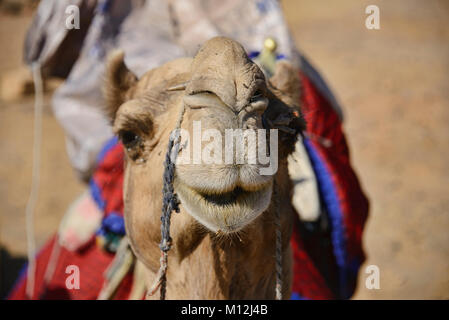 Kameltrekking in der Wüste Thar, Rajasthan, Indien Stockfoto