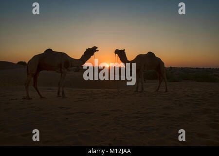 Kamele bei Sonnenuntergang, Wüste Thar, Rajasthan, Indien Stockfoto