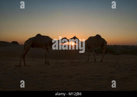 Küssen Kamele bei Sonnenuntergang, Wüste Thar, Rajasthan, Indien Stockfoto