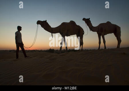 Kamele bei Sonnenuntergang, Wüste Thar, Rajasthan, Indien Stockfoto