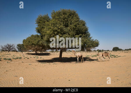 Kamele in der Wüste Thar, Rajasthan, Indien Stockfoto