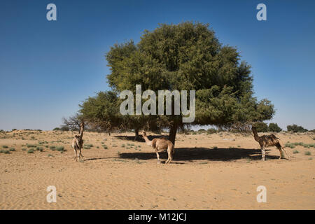 Kamele in der Wüste Thar, Rajasthan, Indien Stockfoto