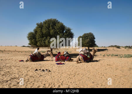 Laden ein Kamel für Trekking in der Wüste Thar, Rajasthan, Indien Stockfoto