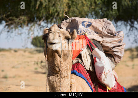 Kamel geladen für Trekking in der Wüste Thar, Rajasthan, Indien Stockfoto