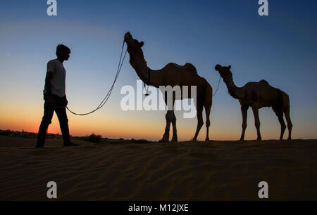 Kamele bei Sonnenuntergang, Wüste Thar, Rajasthan, Indien Stockfoto