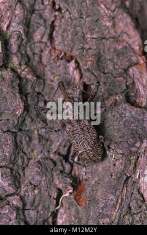 Kryptische braunen Rüsselkäfer auf Baumrinde Stockfoto