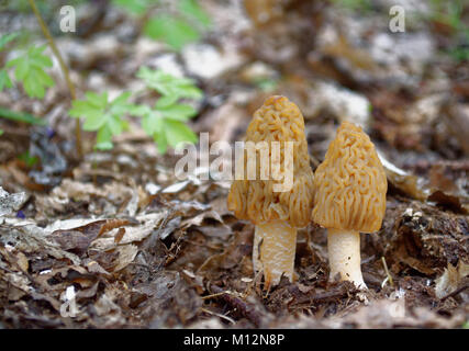 Zwei Morcheln Pilze im Holz closeup Stockfoto