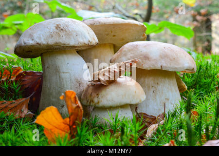 Boletus edulis oder Penny Bun, oder Cep im natürlichen Lebensraum, Gruppe von vier Jungen, helthy Muster in verschiedenen Größen in einem Moos, mit einigen Herbst Buche leav Stockfoto