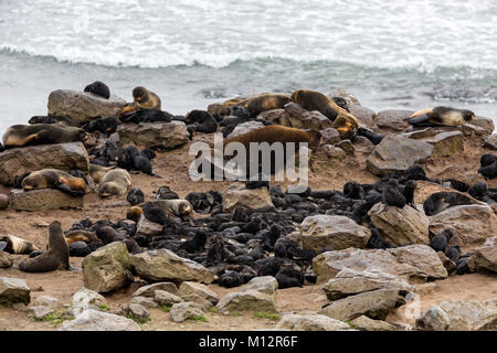 Baumschule des Nördlichen Fell Dichtung (Callorhinus ursinus) Pups auf St. Paul Insel im Südwesten von Alaska. Stockfoto