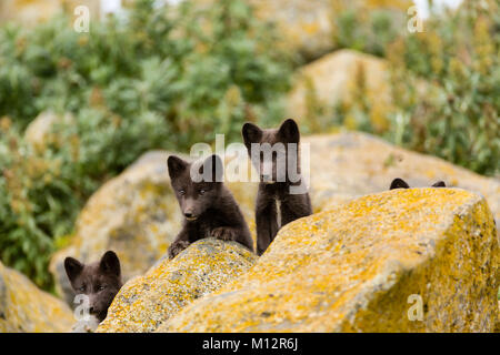 Polarfuchs (Alopex lagopus) Welpen schauen Sie sich Besucher zu Ihren denning Bereich auf St. Paul Insel im Südwesten von Alaska. Stockfoto