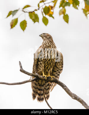 Unreife nördlichen Habicht (Accipiter gentilis) auf Barsch in Southcentral Alaska sitzen. Stockfoto