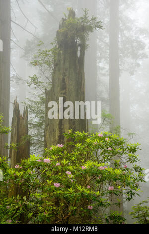 Rhododendron und Redwood Bäume; Verdammnis Creek Trail, Del Norte Redwoods State Park, Kalifornien. Stockfoto