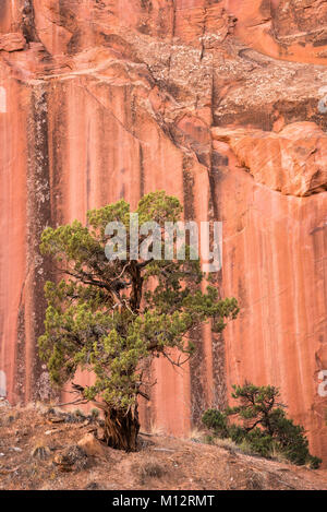 Utah Wacholder und Sandsteinfelsen in Grand Wash, Capitol Reef National Park, Utah. Stockfoto