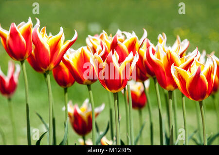Schöne bunte Tulpen im Garten Stockfoto