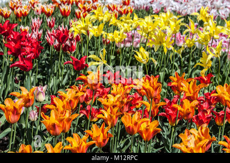 Schöne Blume Bett voller bunter Tulpen Garten Stockfoto