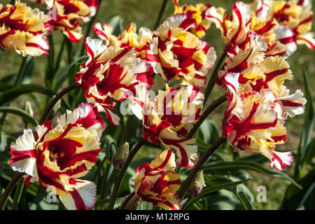 Blumenbeet voller farbenfroher Tulpen im Garten Tulipa „Flaming Parrot“ Stockfoto