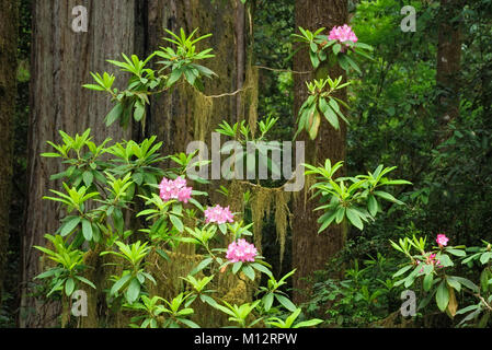 Rhododendron, Moos, und und Redwood Bäume; Howland Hill Road, Jedediah Smith Redwoods State Park, Calfornia. Stockfoto