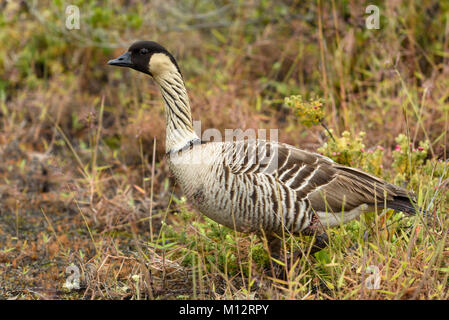 Nene oder Hawaiianische Gans; Kulanaokuaiki Campground, Hawaii Volcanoes National Park, Insel von Hawaii. Stockfoto