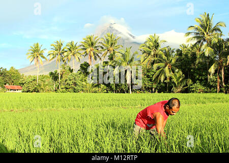 Brgy Buyoan, Legaspi, Albay City, Philippinen. Januar 25, 2018. Famer Entfernen des wildes Gras auf dem Reisfeld während des zweiten Ausbruch in der Morgen im Brgy Buyoan, Legaspi, Albay Stadt. Am 25. Januar 2018. Das philippinische Institut für Vulkanologie und Seismologie (PHILVOLCS) erklärt alert Nummer 8 und breiter der Gefahrenzone 8 Kilometer Fläche nach Explosionen die weiterhin aktiv Aktivitäten des Vulkans dieser vergangenen Tage. ividuals betroffen sind und 160 Mio. von Schäden in der landwirtschaftlichen Flächen. Credit: Gregorio B. Dantes jr./Paci Credit: PACIFIC PRESS/Alamy leben Nachrichten Stockfoto