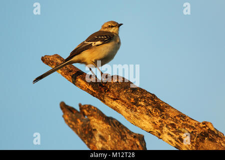 Das Porträt einer nördlichen Mockingbird in der Morgendämmerung. Stockfoto