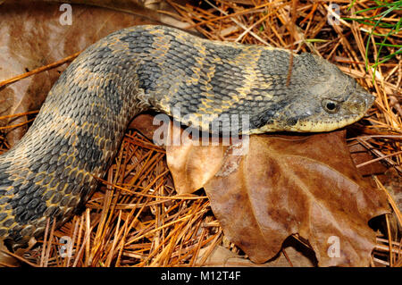 Eastern Hognose Snake (Heterodon platirhinos), Wilton Park, Saratoga County, NY Stockfoto