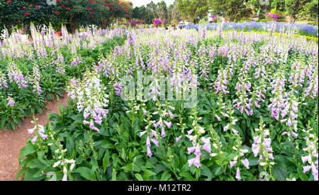 Panorama digital oder fingerhut mit lila Blumen mit lila Flecken. Stockfoto