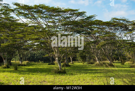 Koa Bäume acacia koa Kauai, Hawaii Stockfoto