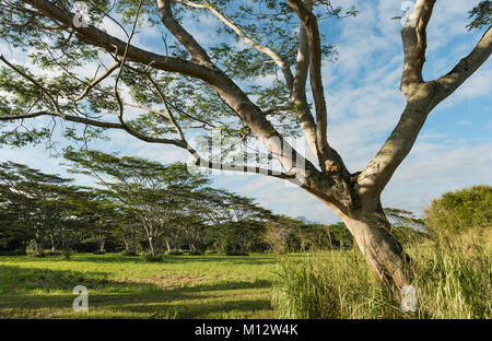 Koa Bäume acacia koa Kauai, Hawaii Stockfoto