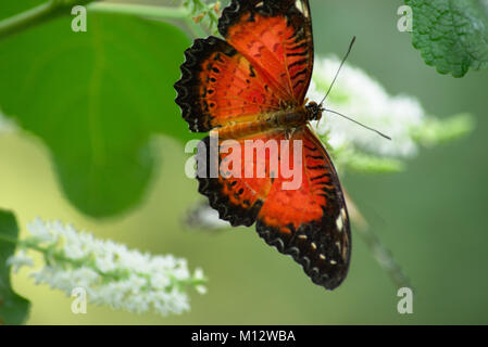 Stecker, rot Florfliege Schmetterling Stockfoto