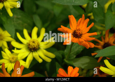 Schöne gelbe und orange Blumen Stockfoto