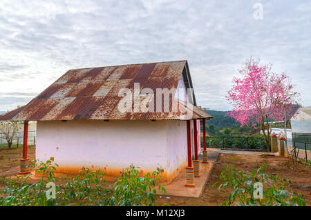 Aprikose Cherry Blossom neben dem Haus wie die Landschaft im schönen Frühling Landschaft verzieren kommenden Stockfoto