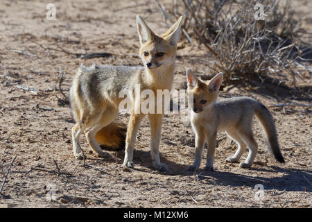 Kap der Füchse (Vulpes chama), Mutter und Cub stehend, Morgenlicht, Kgalagadi Transfrontier Park, Northern Cape, Südafrika, Afrika Stockfoto