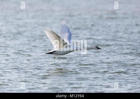 Eine natürliche Höckerschwan (Cygnus olor) Fliegen über blaue Wasser Oberfläche Stockfoto