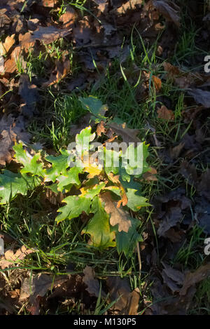 Quercus cerris Türkei Eiche Ende November noch immer die meisten Laub Stockfoto
