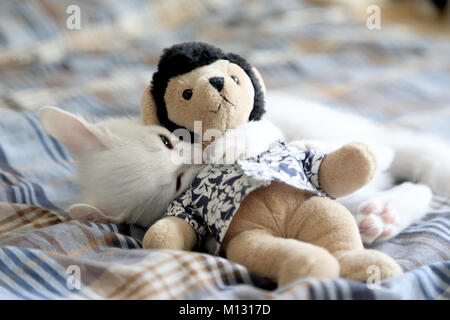 Die weißen odd Augen Katze im Haus. Stockfoto