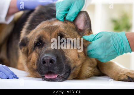 Tierarzt überprüft die Gesundheit eines Hundes Stockfoto