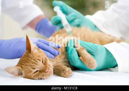 Kleine Katze auf dem Tisch, veterrinary geben Impfstoff Stockfoto