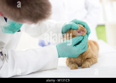 Kontrolle der Zähne der Katze in tierärztlichen Station Stockfoto