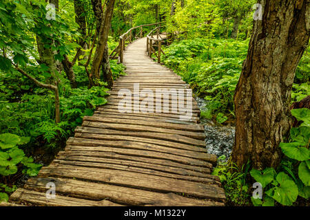 Boardwalk durch die Bäume im Nationalpark Plitvicer Seen, Kroatien Stockfoto