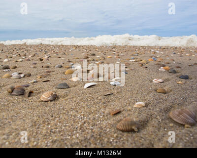 Muscheln am Strand, im Hintergrund ein schaumiges Meer Stockfoto