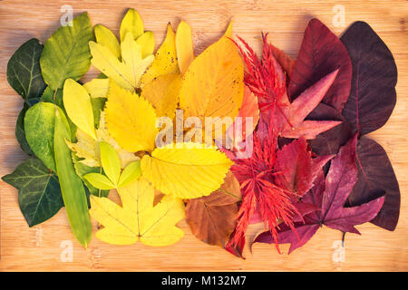 Rainbow bunte Herbstliche Blätter Stockfoto